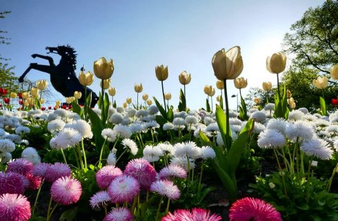 Coventry in bloom