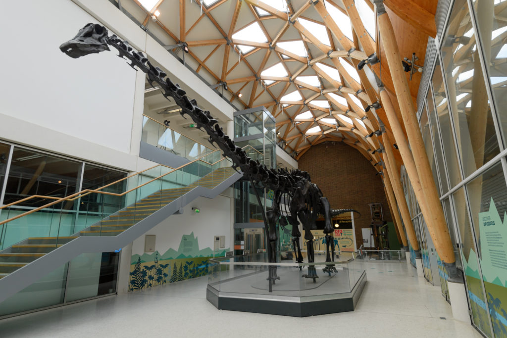 Dippy the 26 foot diplodocus skeleton standing tall at the Herbert Art Gallery